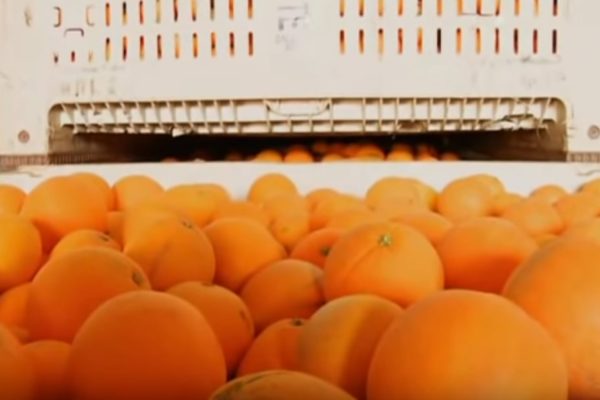 how oranges are grown - curiosity quest-min