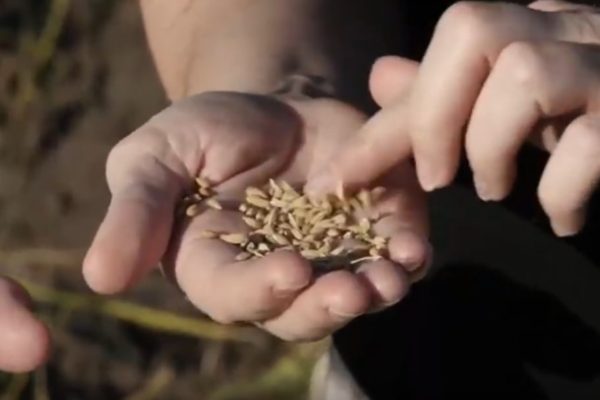 how to grow and harvest rice with curiosity quest